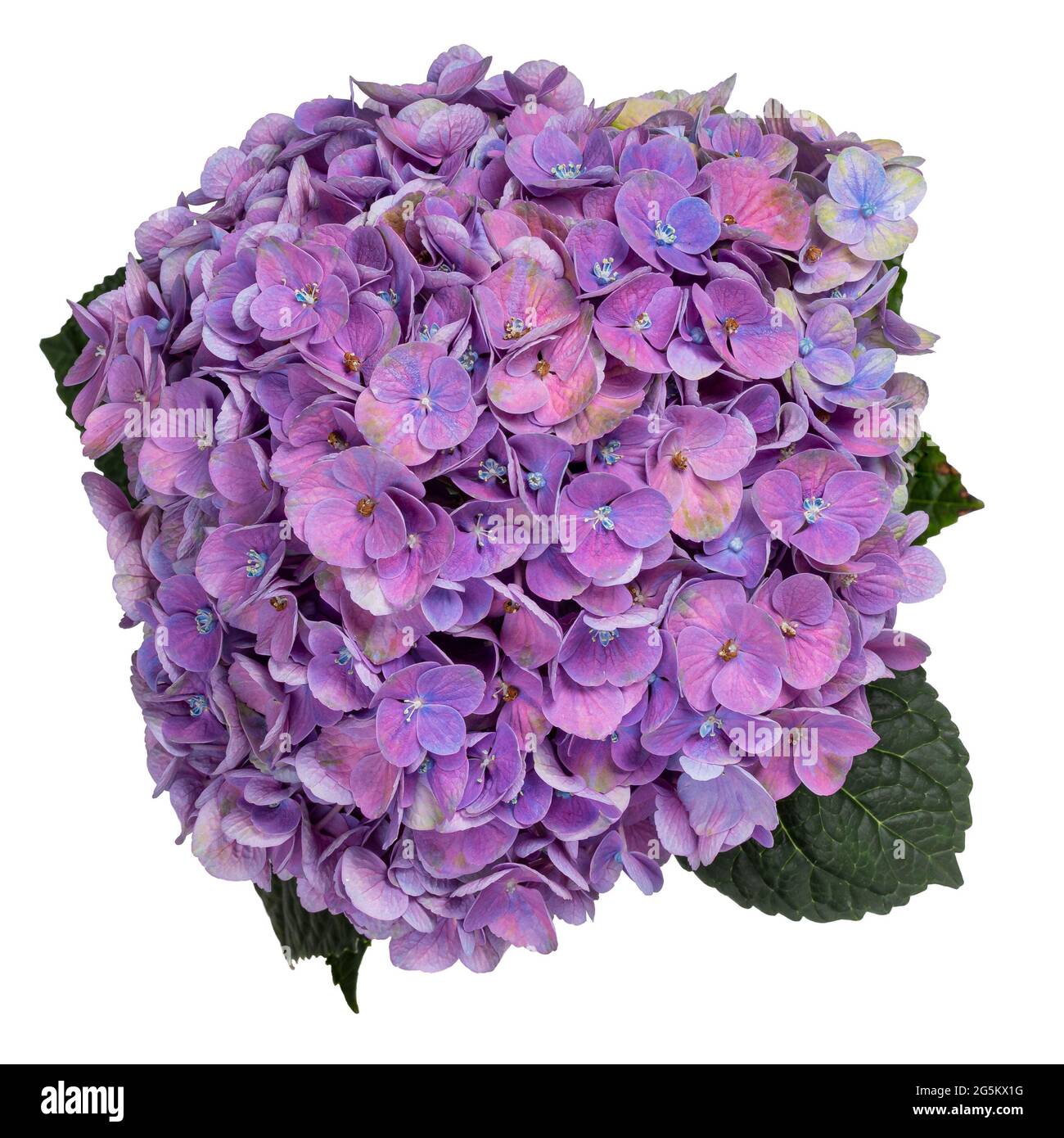 Detailed top view shot of Hortensi aka Hydrangea flower Stock Photo - Alamy