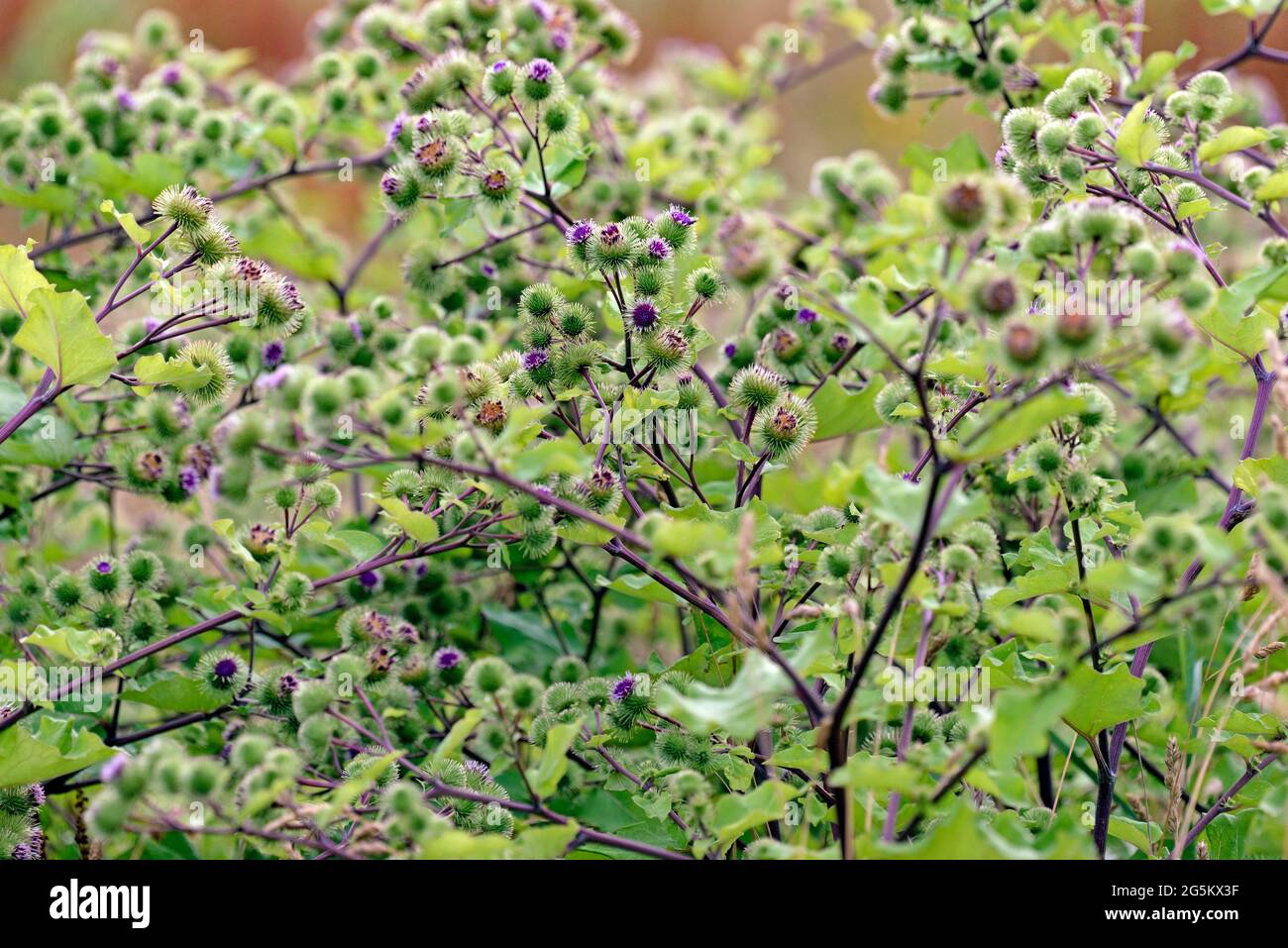 Spherical inflorescences hi-res stock photography and images - Alamy