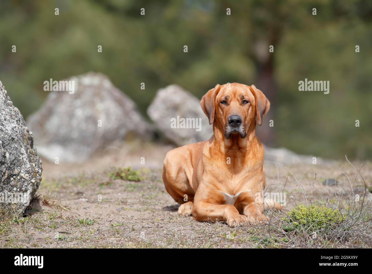 Danish Broholmer (Canis lupus familiaris) Adult, female, lying, Hesse, Germany, Europe Stock Photo