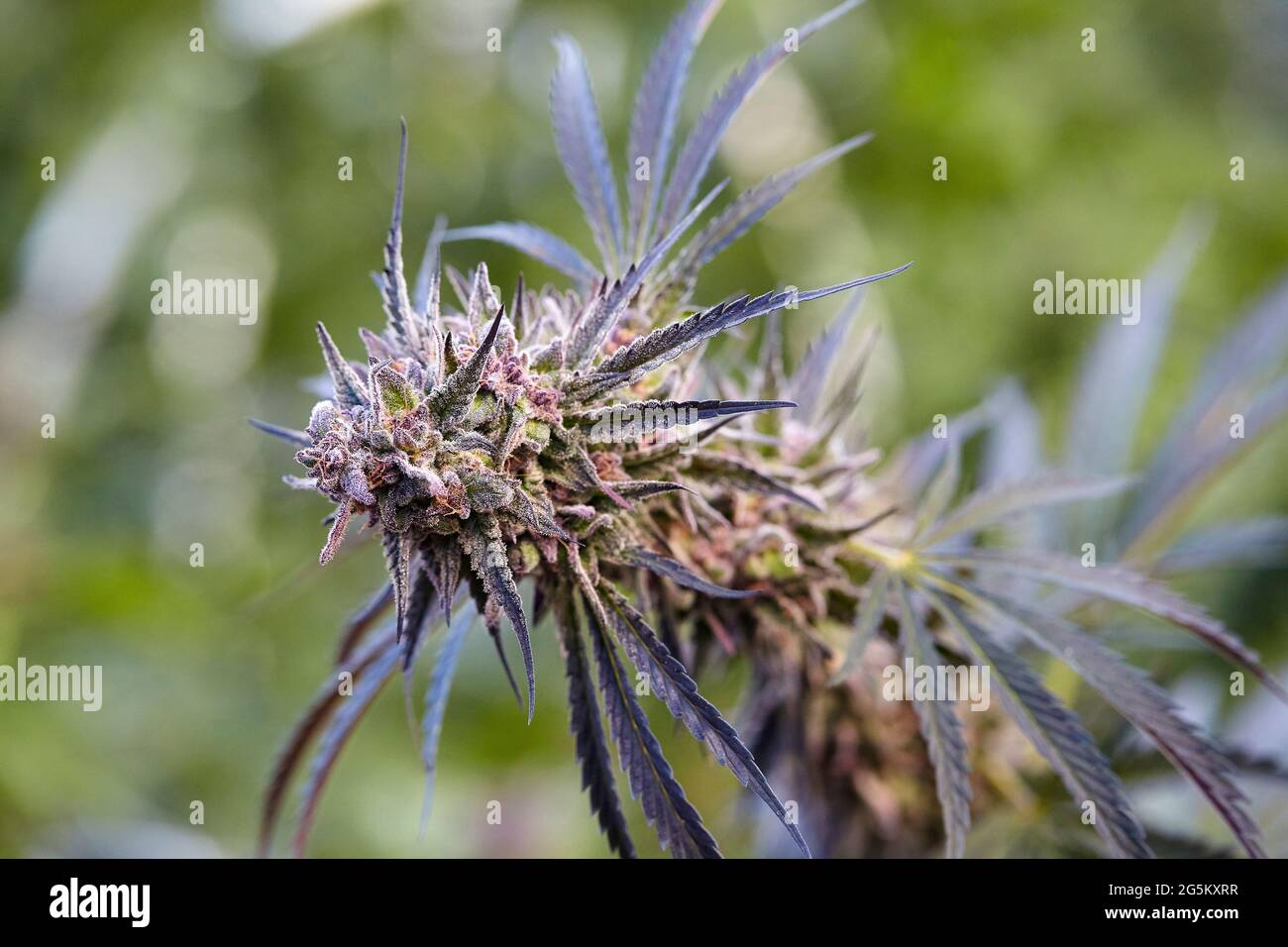 Climate & growing conditions for cultivating most important Candyland seed feminized marijuana indoor