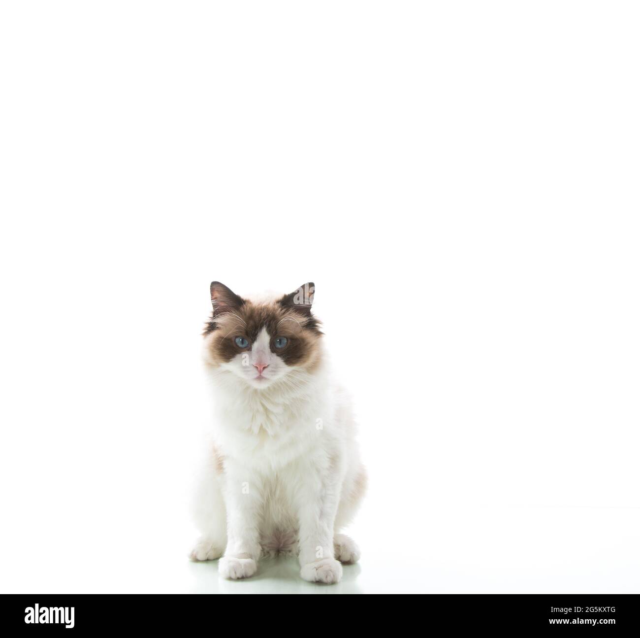 Beautiful healthy young Ragdoll cat isolated on white background Stock ...
