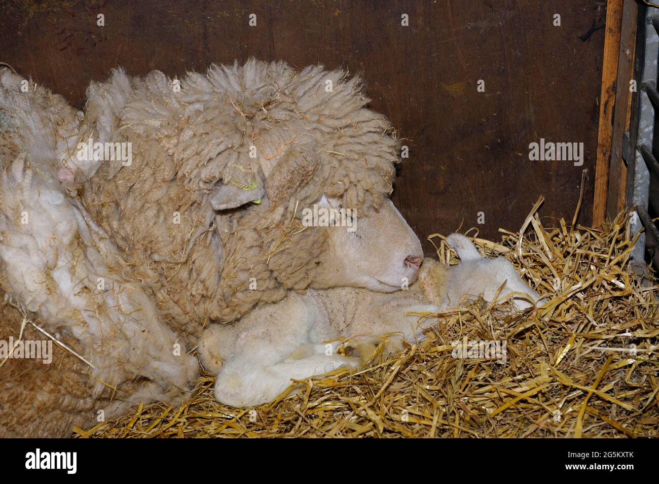 Texel sheep with lambs, in stable, on sheep farm, March, Texel island ...