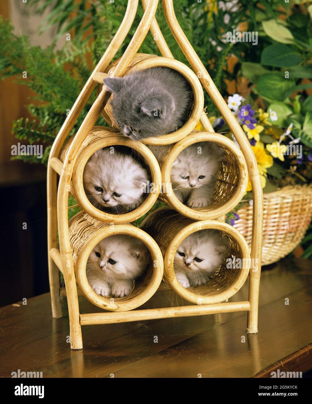 Exotic Shorthair domestic cat, kitten play Stock Photo Alamy