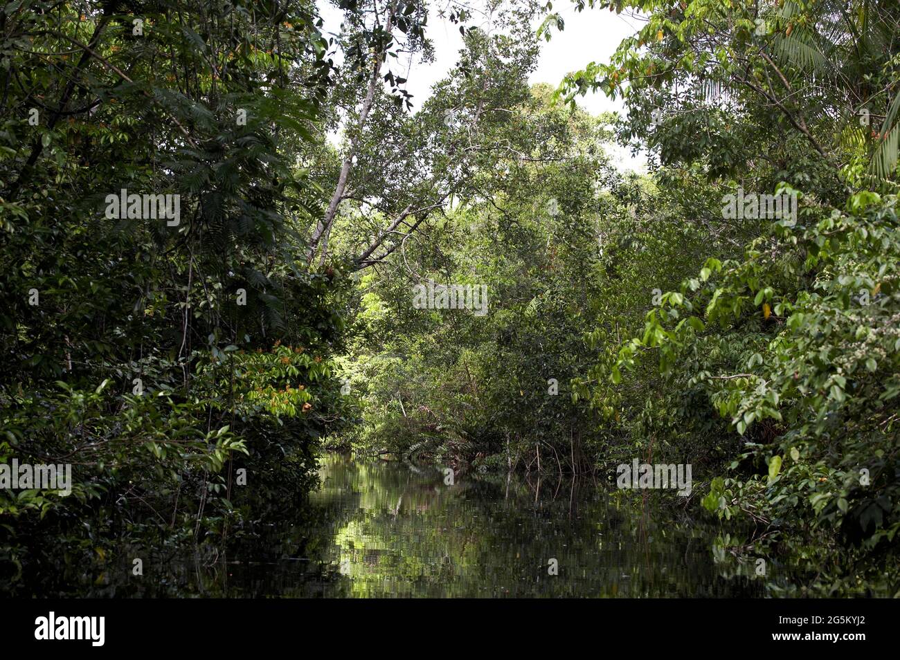 River and forest in the Orinoco Delta, Venezuela Stock Photo