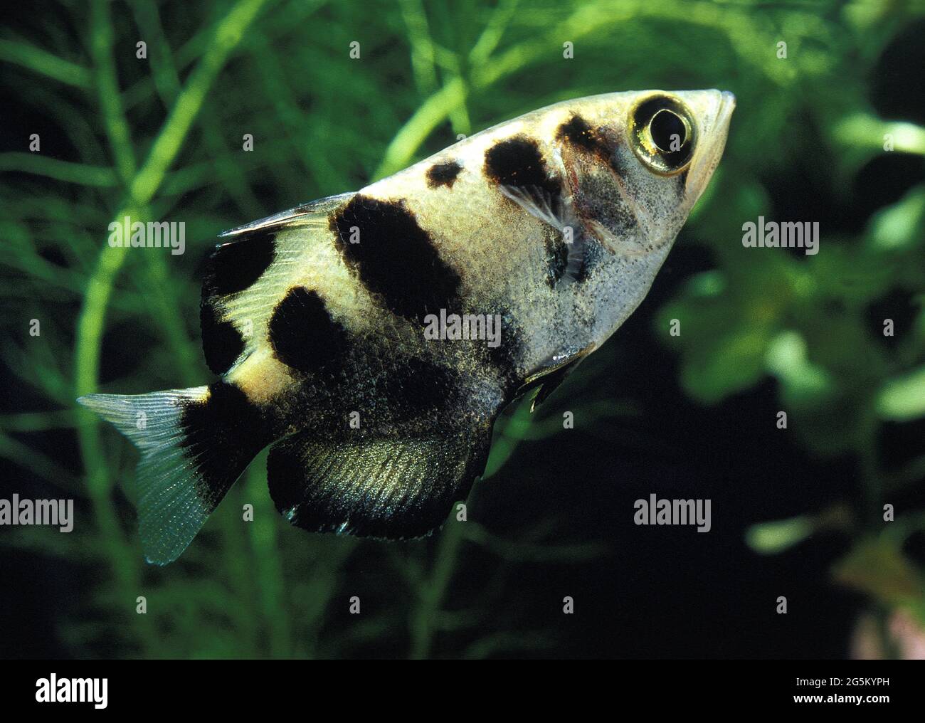 Archer Fish (toxotes jaculatrix) Stock Photo