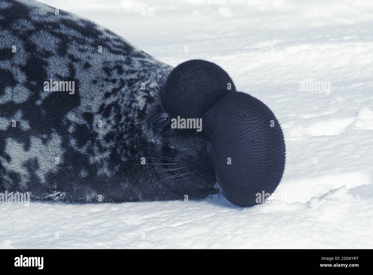 Hooded Seal (cystophora cristata), Male on Ice Floe, The hood and membrane are used for aggression display when threatened and as a warning during Stock Photo