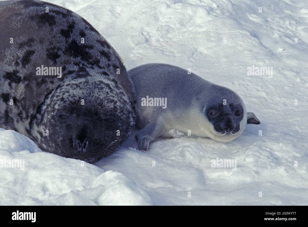 Hooded Seal (cystophora cristata), Mother and Pup laying on Ice floe, Magdalena Island in Canada Stock Photo