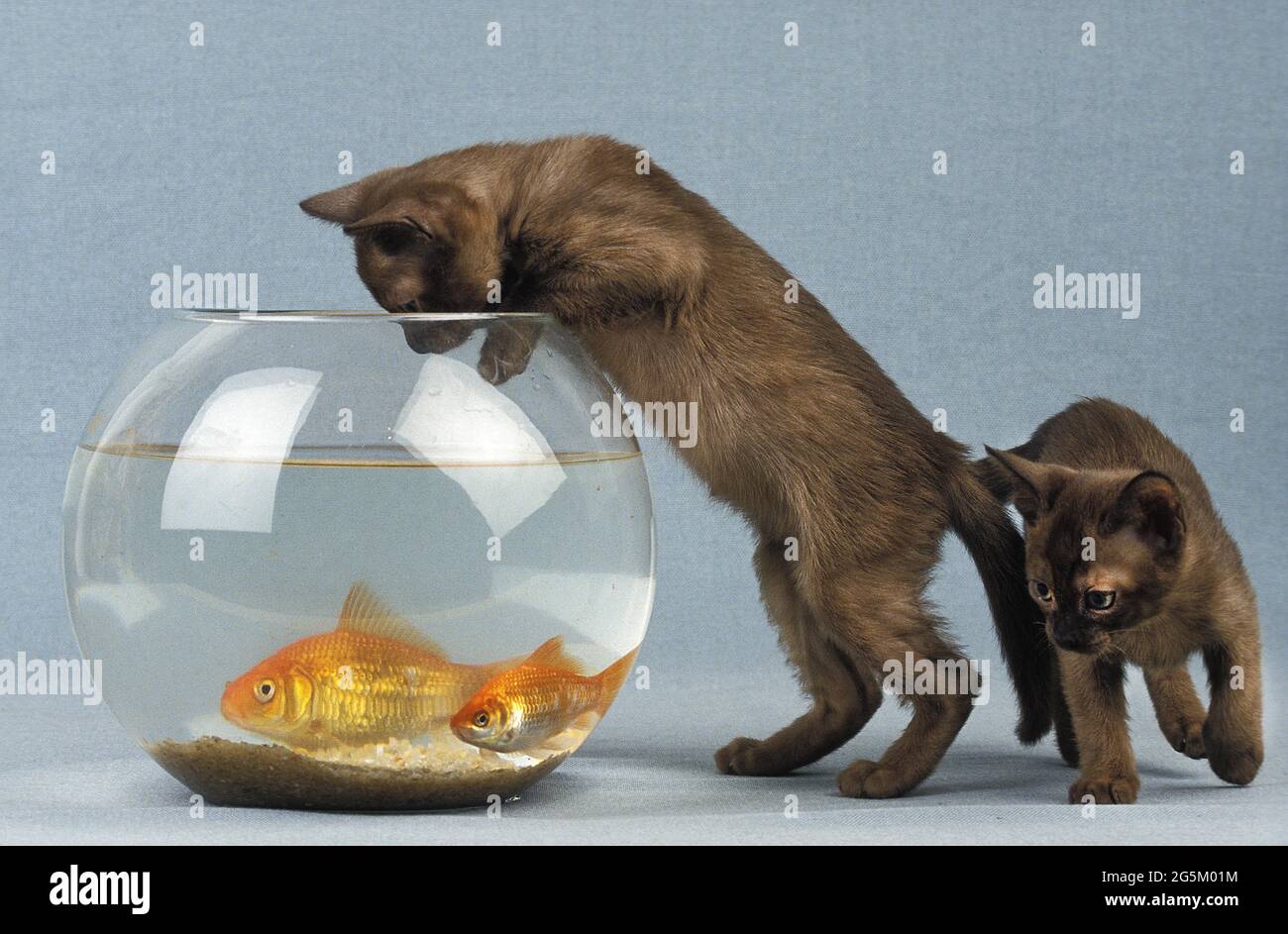 Zibeline Burmese Domestic Kitten and Goldfishes (carassius auratus) Stock Photo