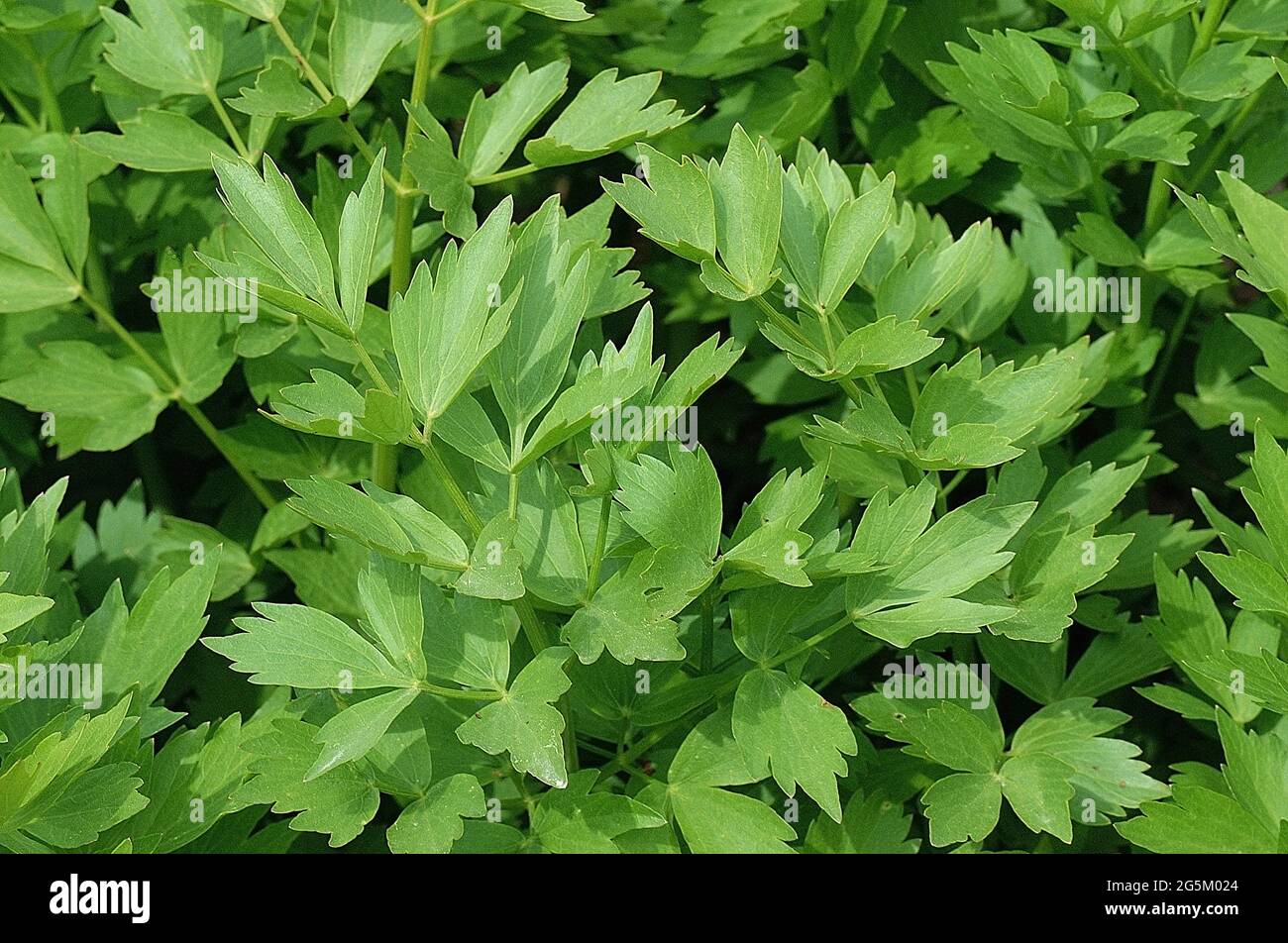 hojas de el apio planta levisticum officinale Frco y seco 31382461 hojas de el apio planta levisticum officinale Frco y seco 31382461