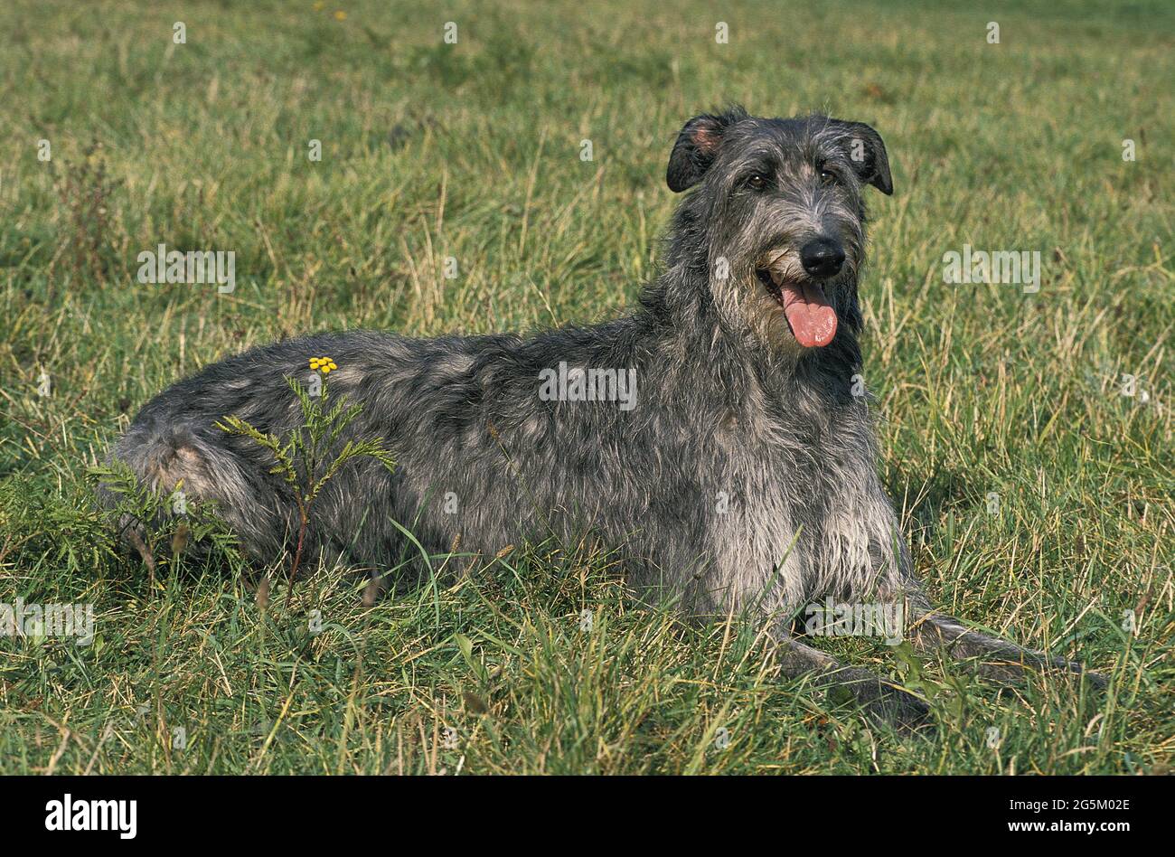 Scottish Deerhound, dog lying on grass Stock Photo