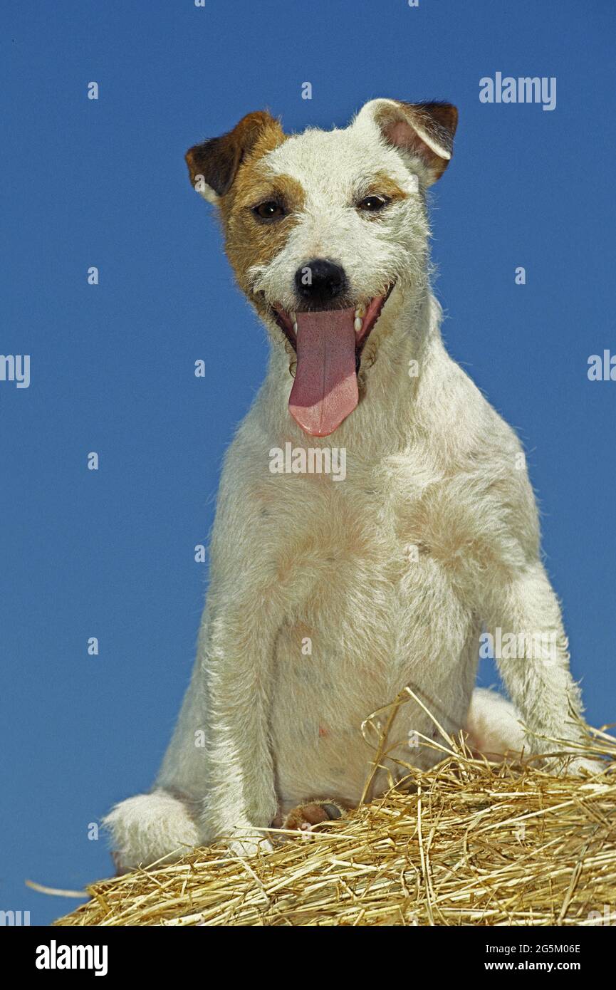 Jack Russell Terrier, dog standing on bale of straw Stock Photo Alamy