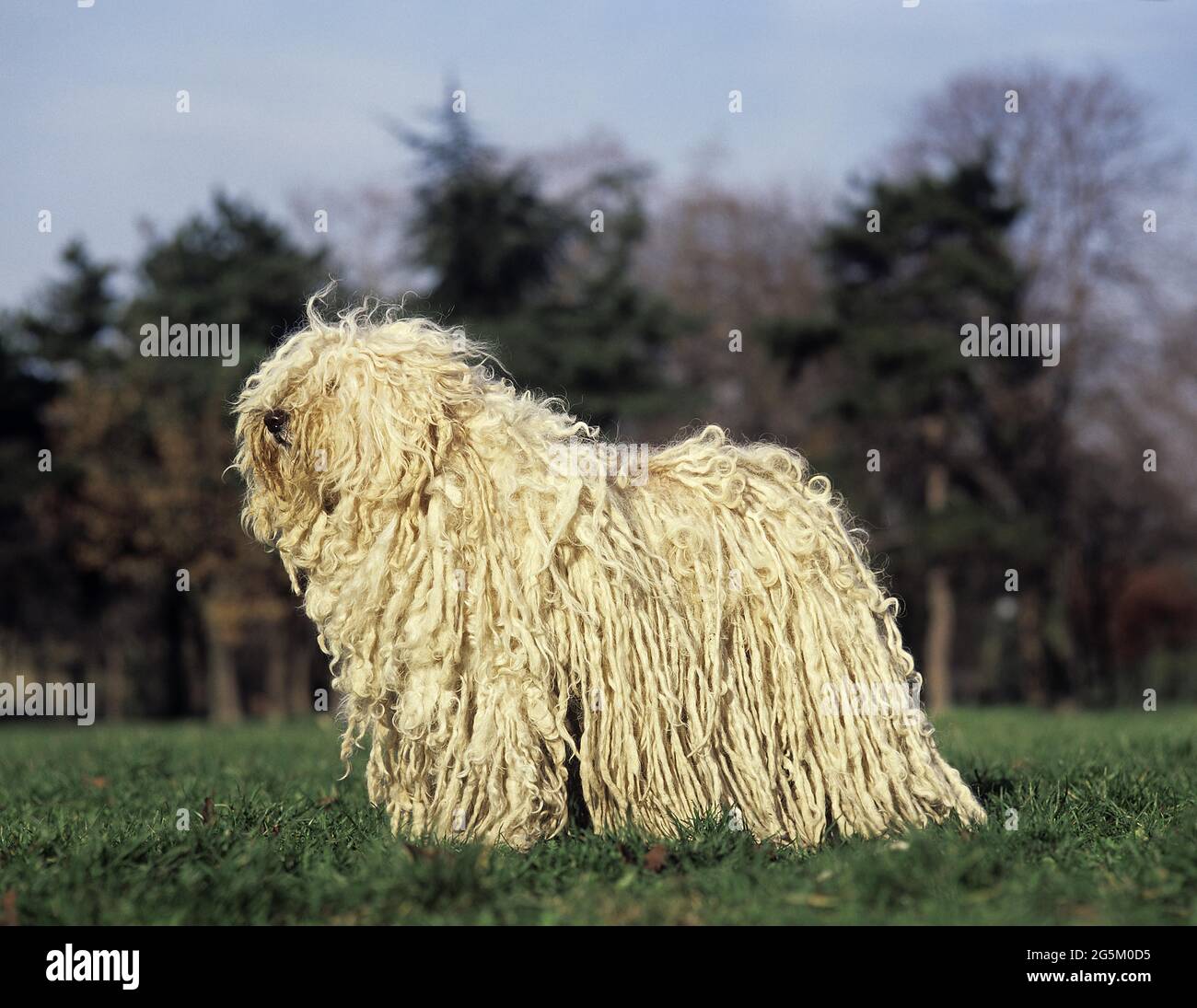 Hungarian Puli dog, adult standing on lawn Stock Photo