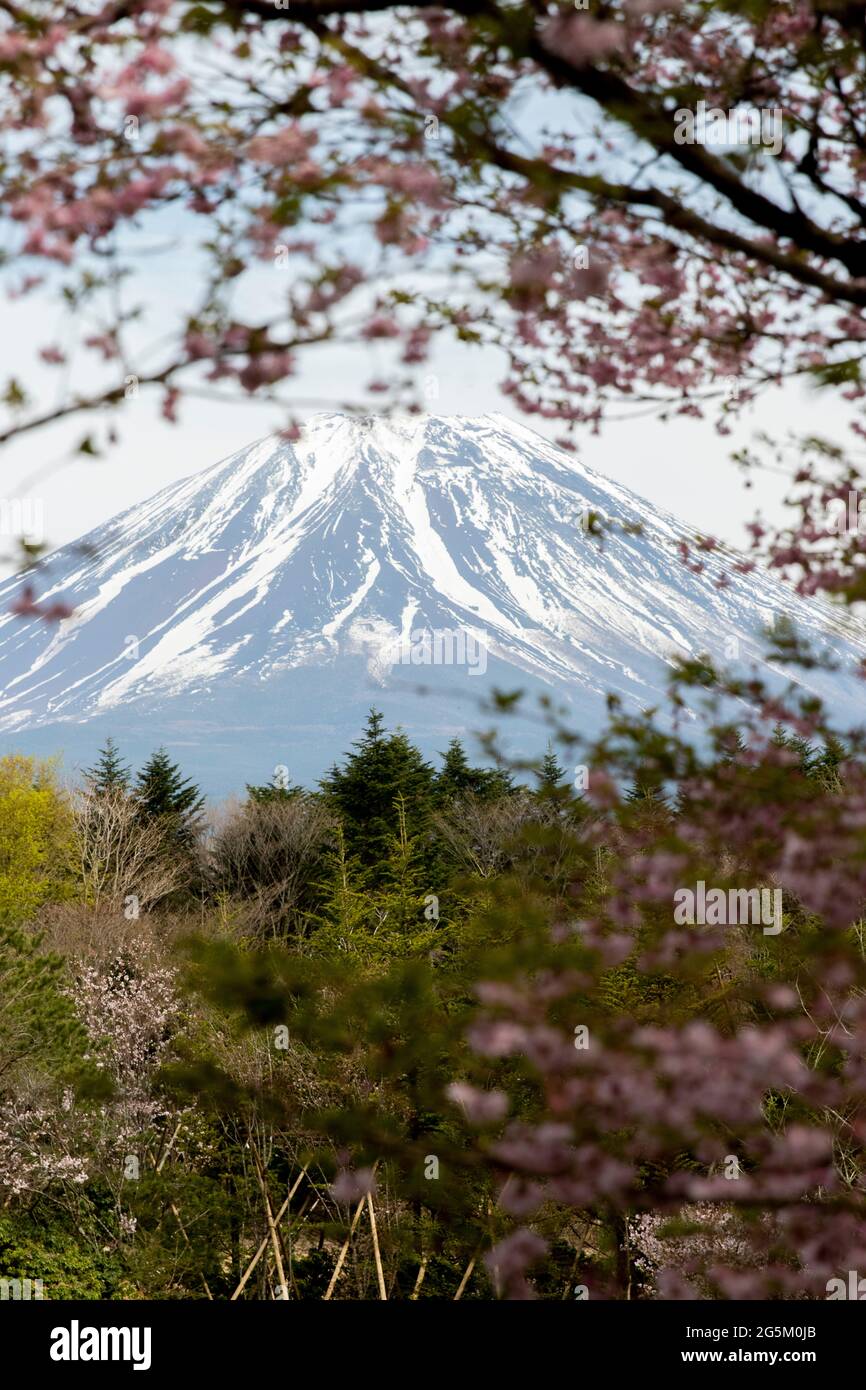 Monte Fuji seen trough a cherry blossom (sakura) tree in Japan Stock Photo