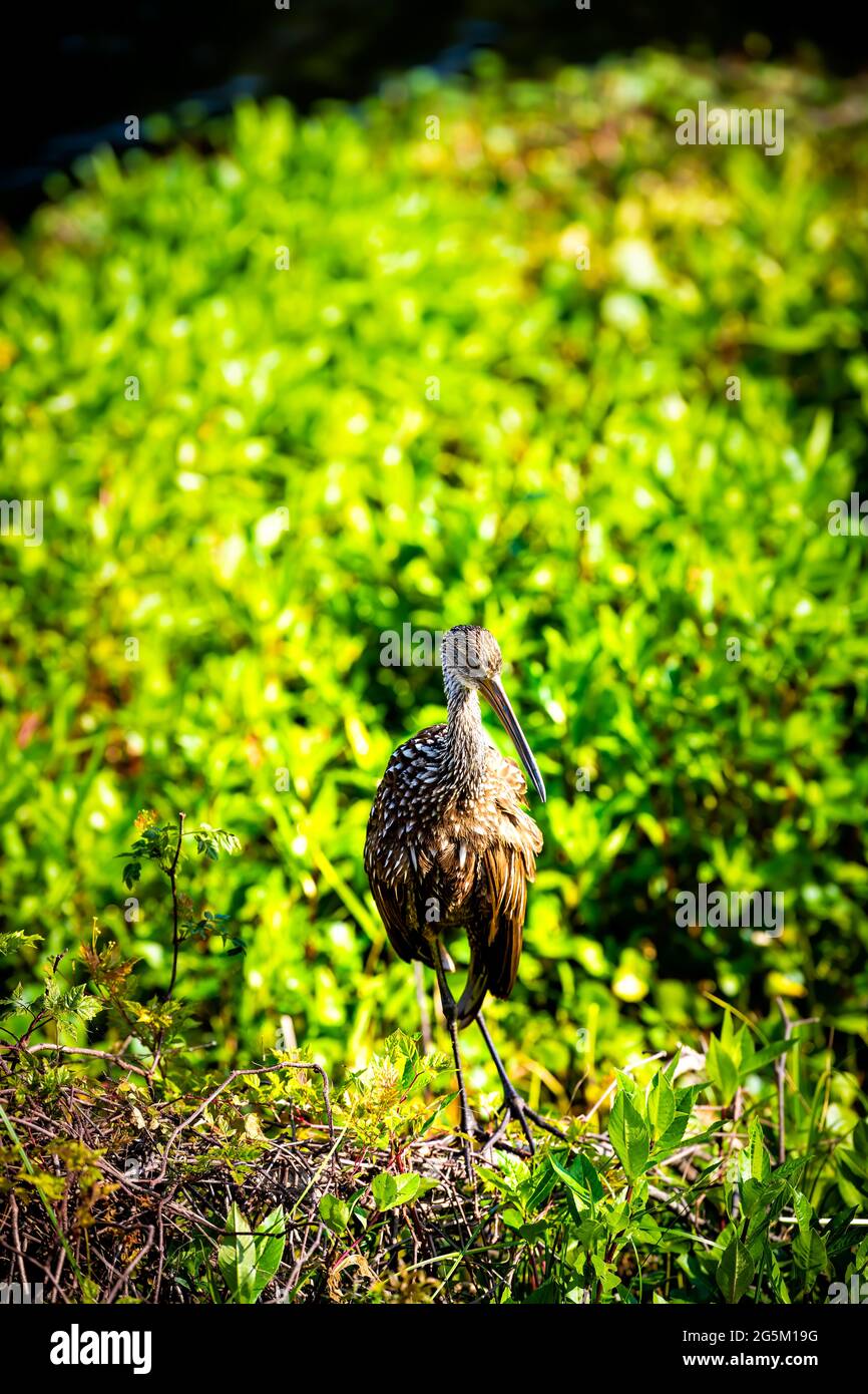 Limpkin bird vertical closeup standing in marsh swamp in Paynes Prairie Preserve State Park in Gainesville, Florida, beak Stock Photo