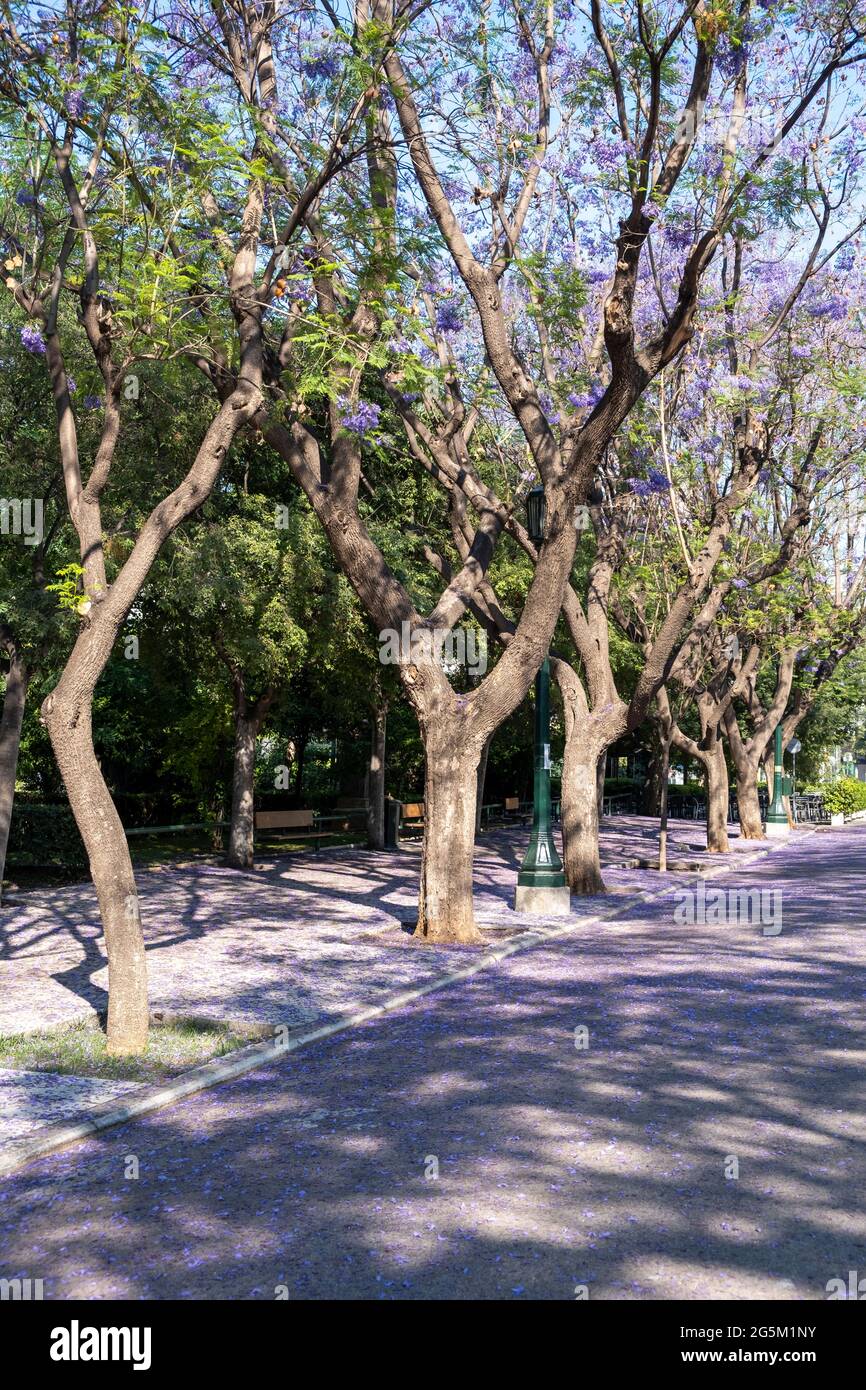Jacaranda trees blooming in the Athens Greece citycenter. Plants with