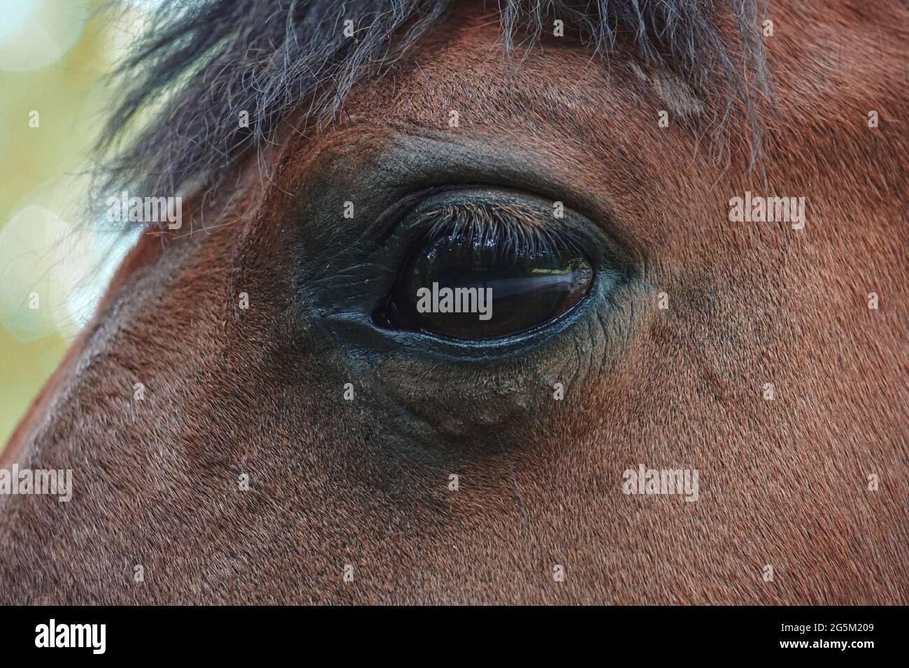 beautiful brown horse eye portrait Stock Photo Alamy
