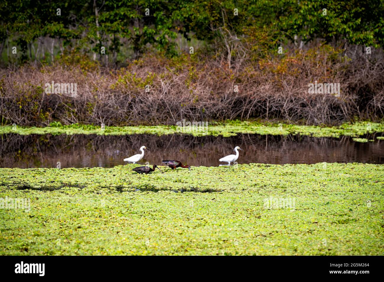 Wild white heron egret two birds standing in marsh swamp in Paynes