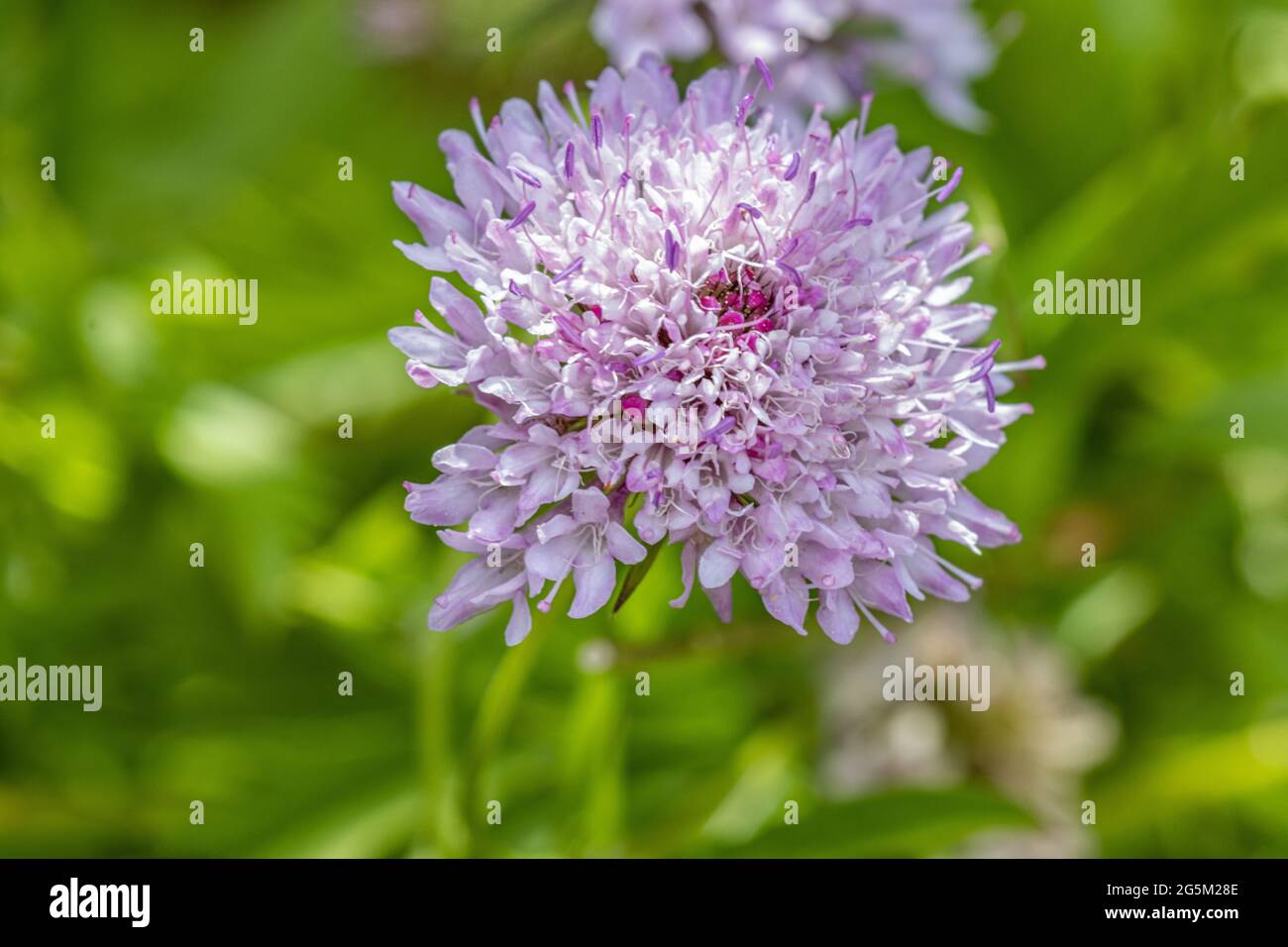 scabiosa flower close up Stock Photo