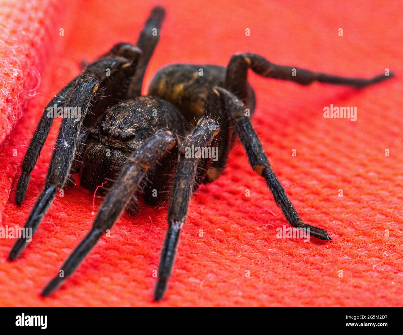 New Zealand Vagrant Spider Macro Stock Photo