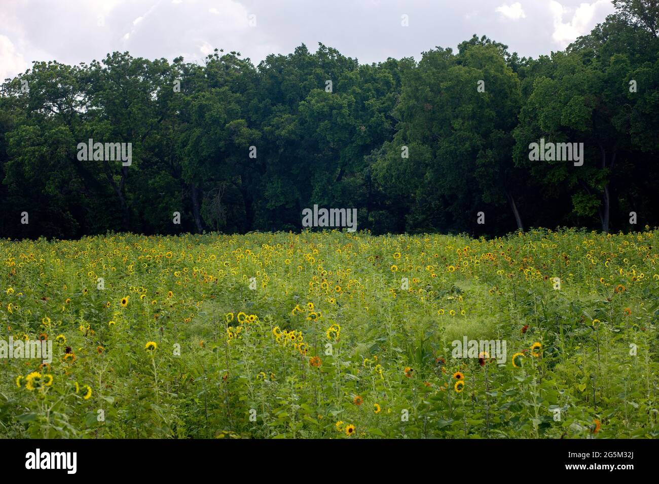 Sunflower Farm in Texas Stock Photo Alamy