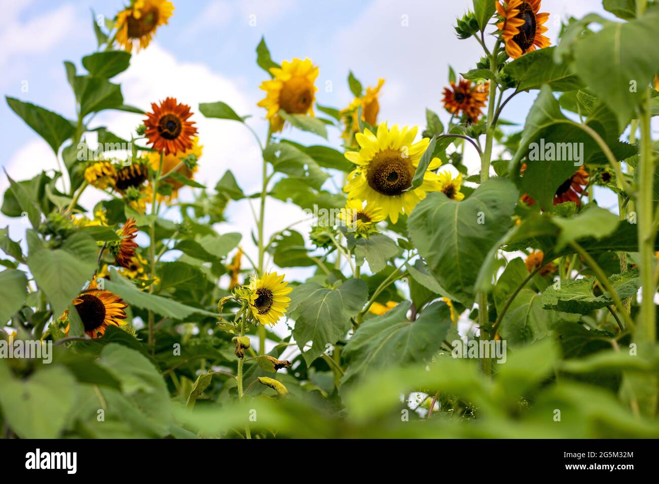 Sunflower Farm in Texas Stock Photo Alamy