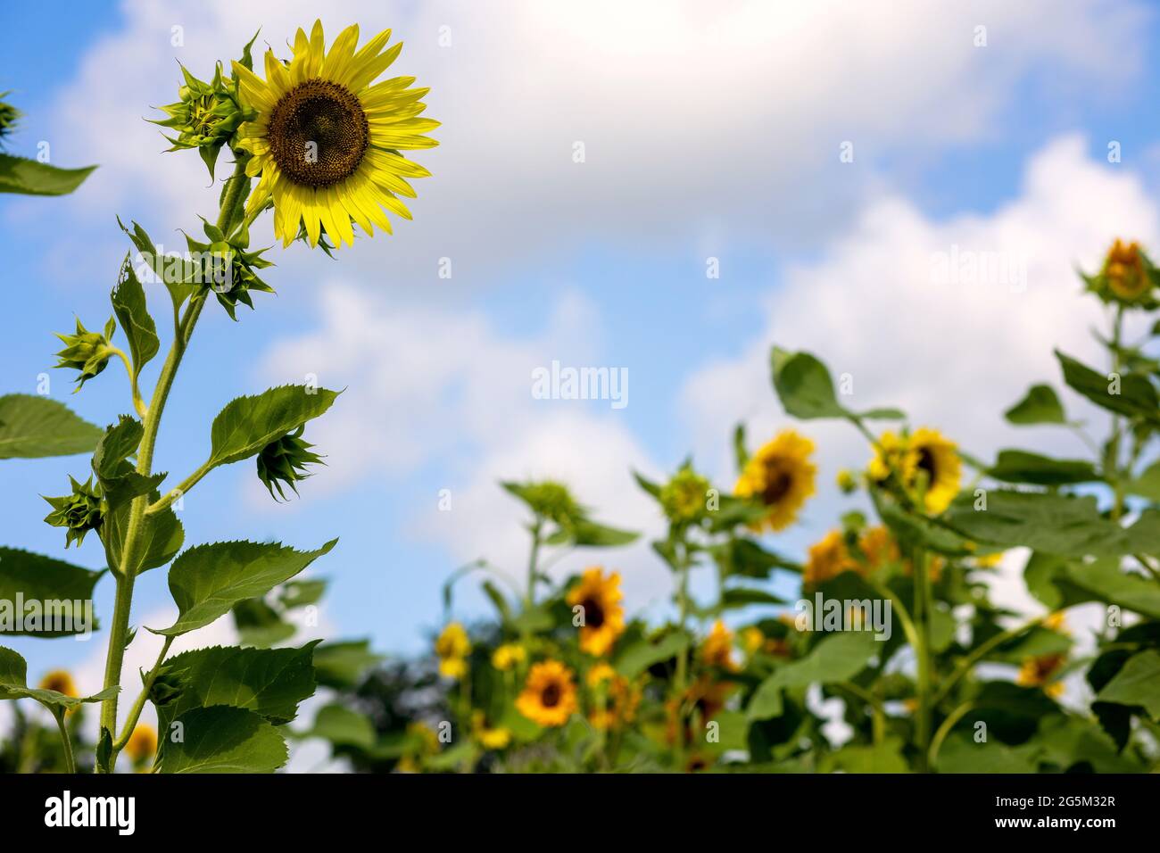 Sunflower Farm in Texas Stock Photo Alamy