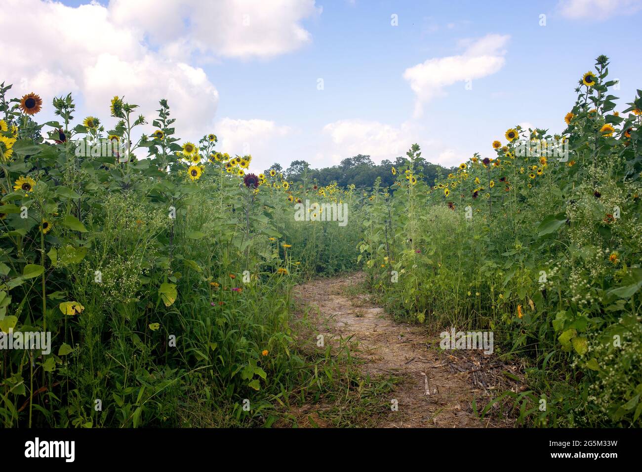 Sunflower Farm in Texas Stock Photo Alamy