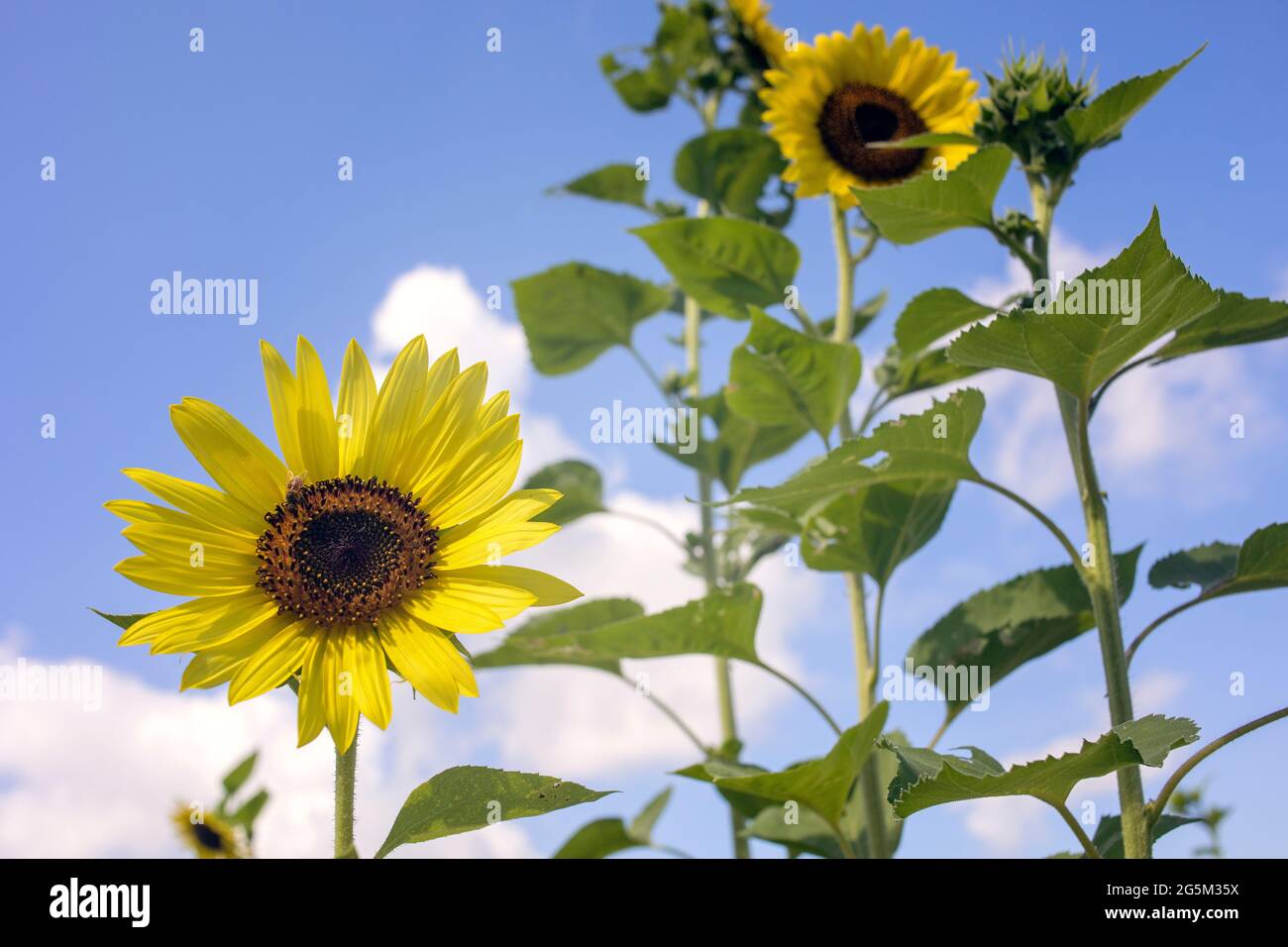 Sunflower Farm in Georgetown, Texas Stock Photo