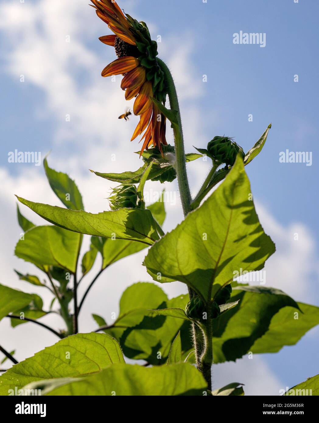 Sunflower Farm in Texas Stock Photo Alamy