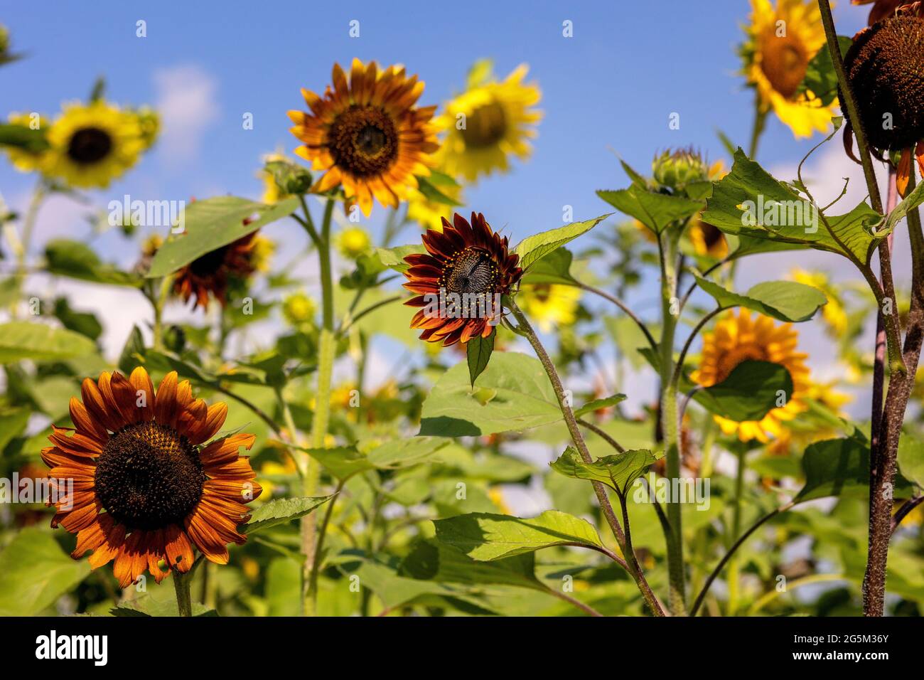 Sunflower Farm in Texas Stock Photo Alamy