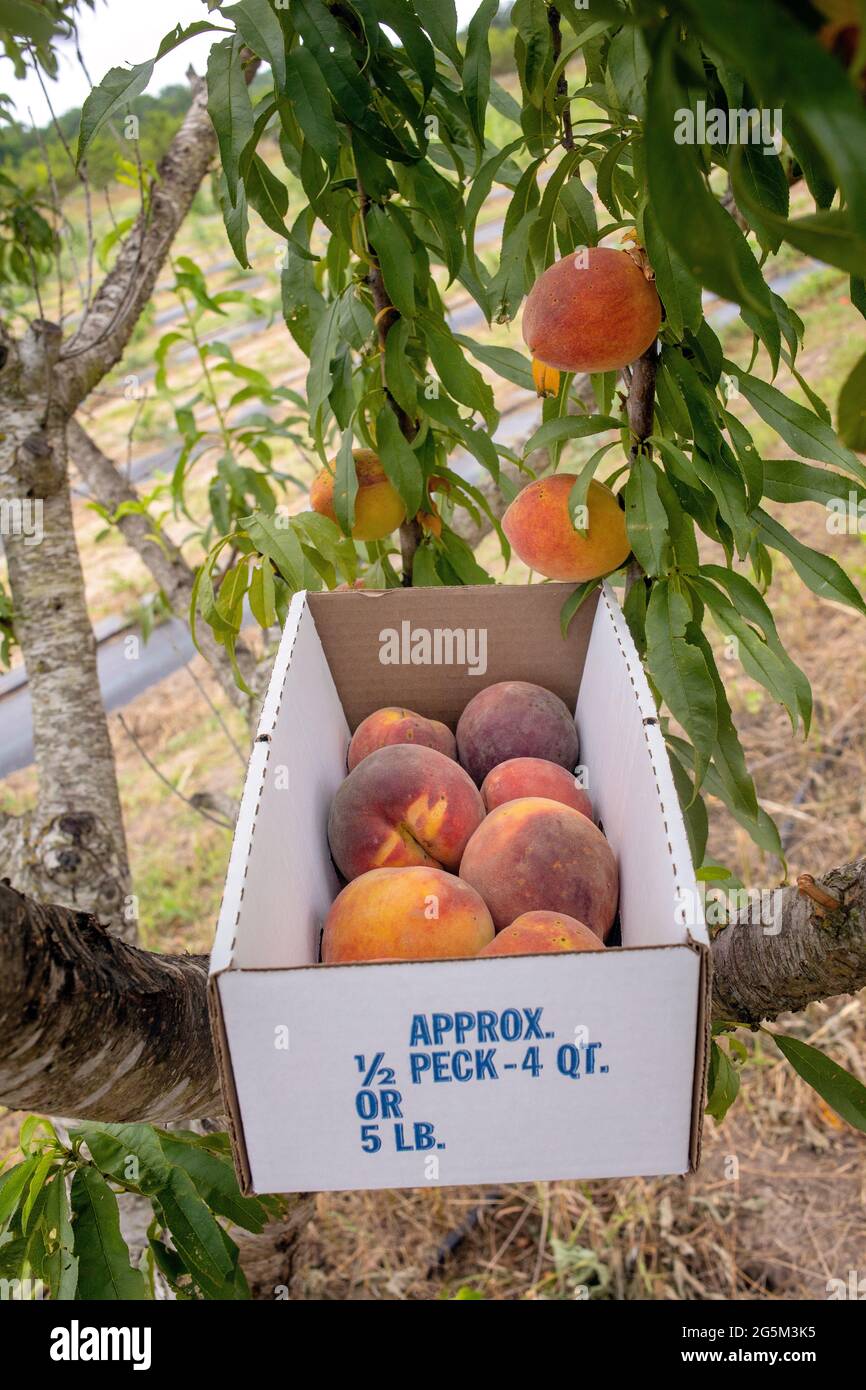 U pick peach trees hires stock photography and images Alamy