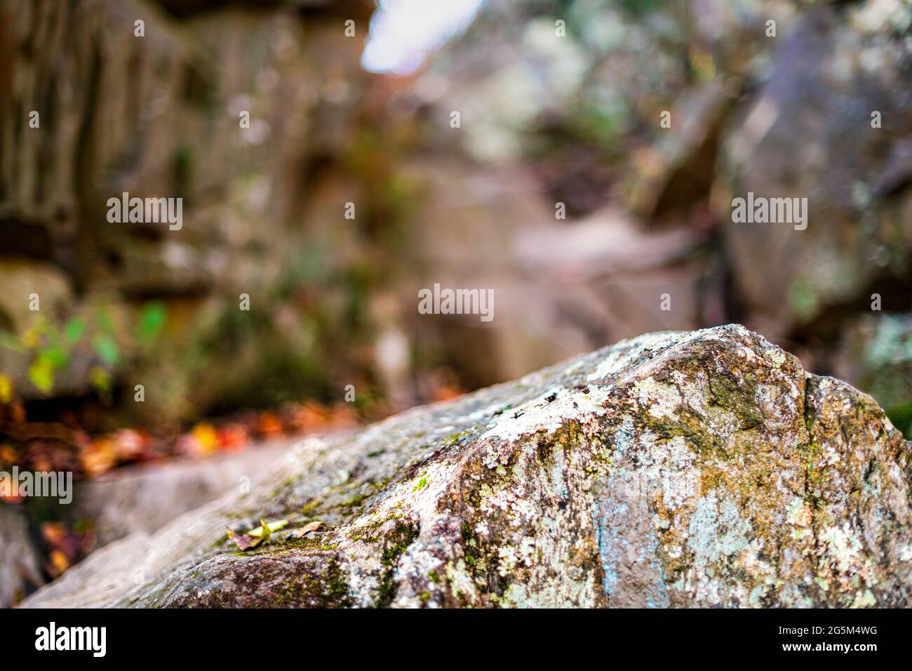 Closeup of rock covered in lichen moss in Great Falls national park by Billy Goat hiking trail in Maryland with autumn foliage in blurry background Stock Photo