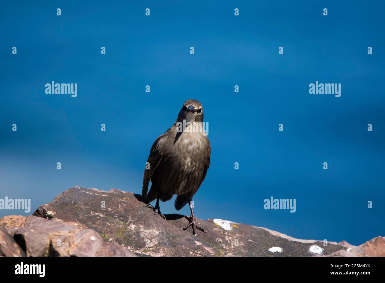 Baby garden birds hires stock photography and images Alamy