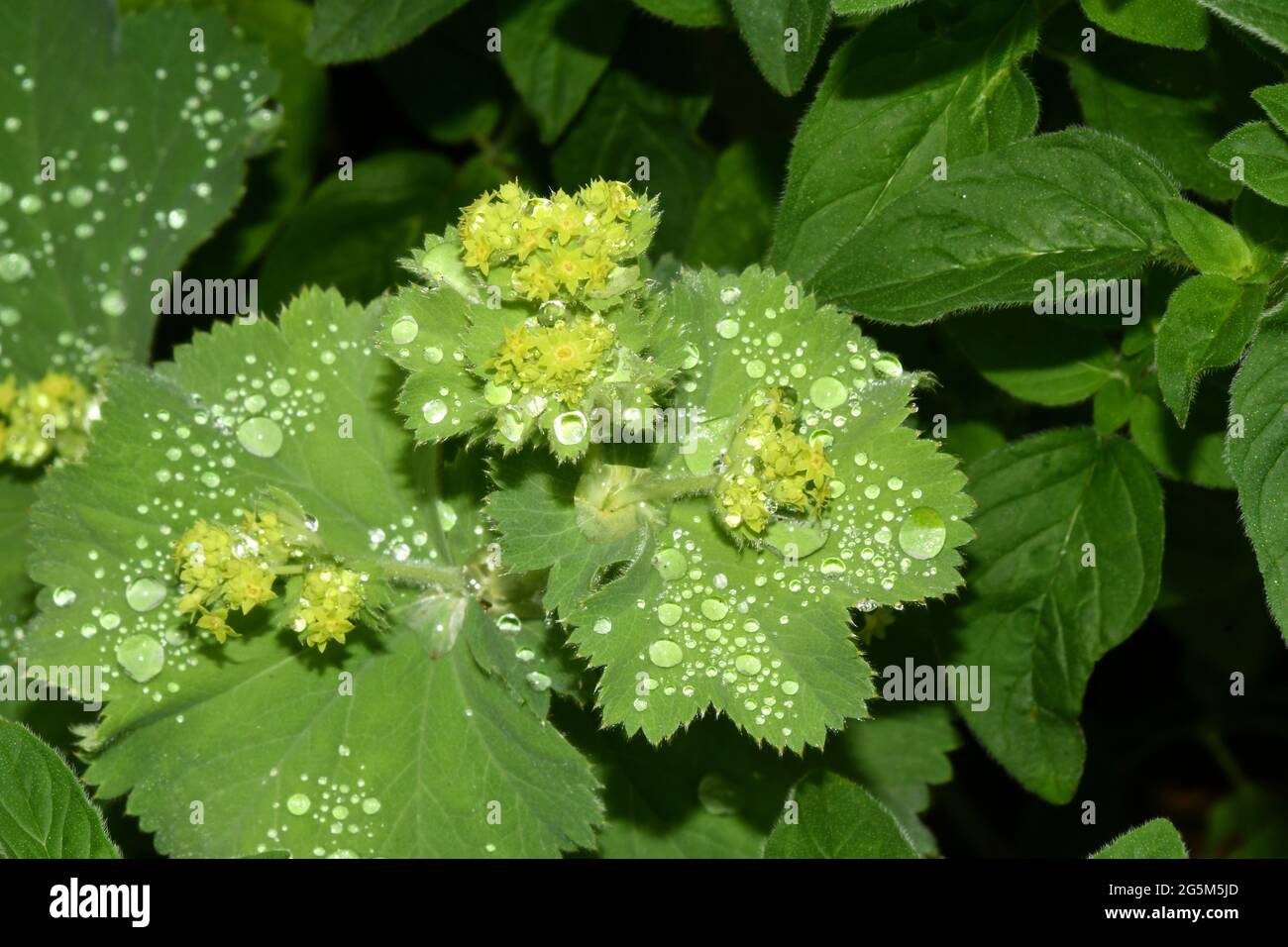 Alchemilla mollis,  lady's-mantle, herbaceous perennial plant, flowering, covered in rain drops in a Somerset garden.UK Stock Photo