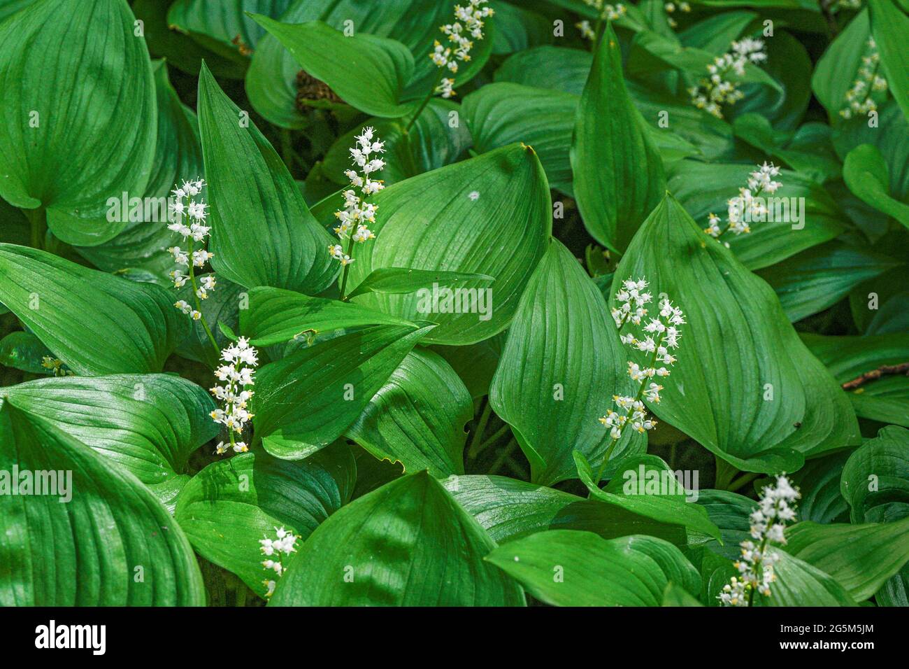 Maianthemum dilatatum, False lily of the valley, wildflower, British