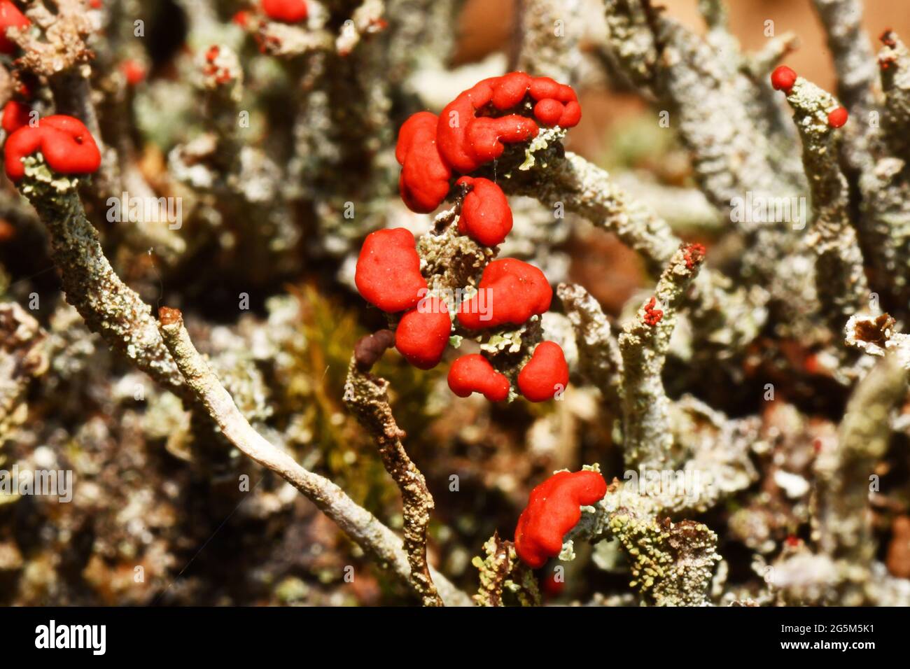 Lichen, 'Cladonia coccifera'.Pixie cup,close up with bright red fruiting bodies in June, on a rotting tree stump.In woodland ride in Somerset.UK Stock Photo