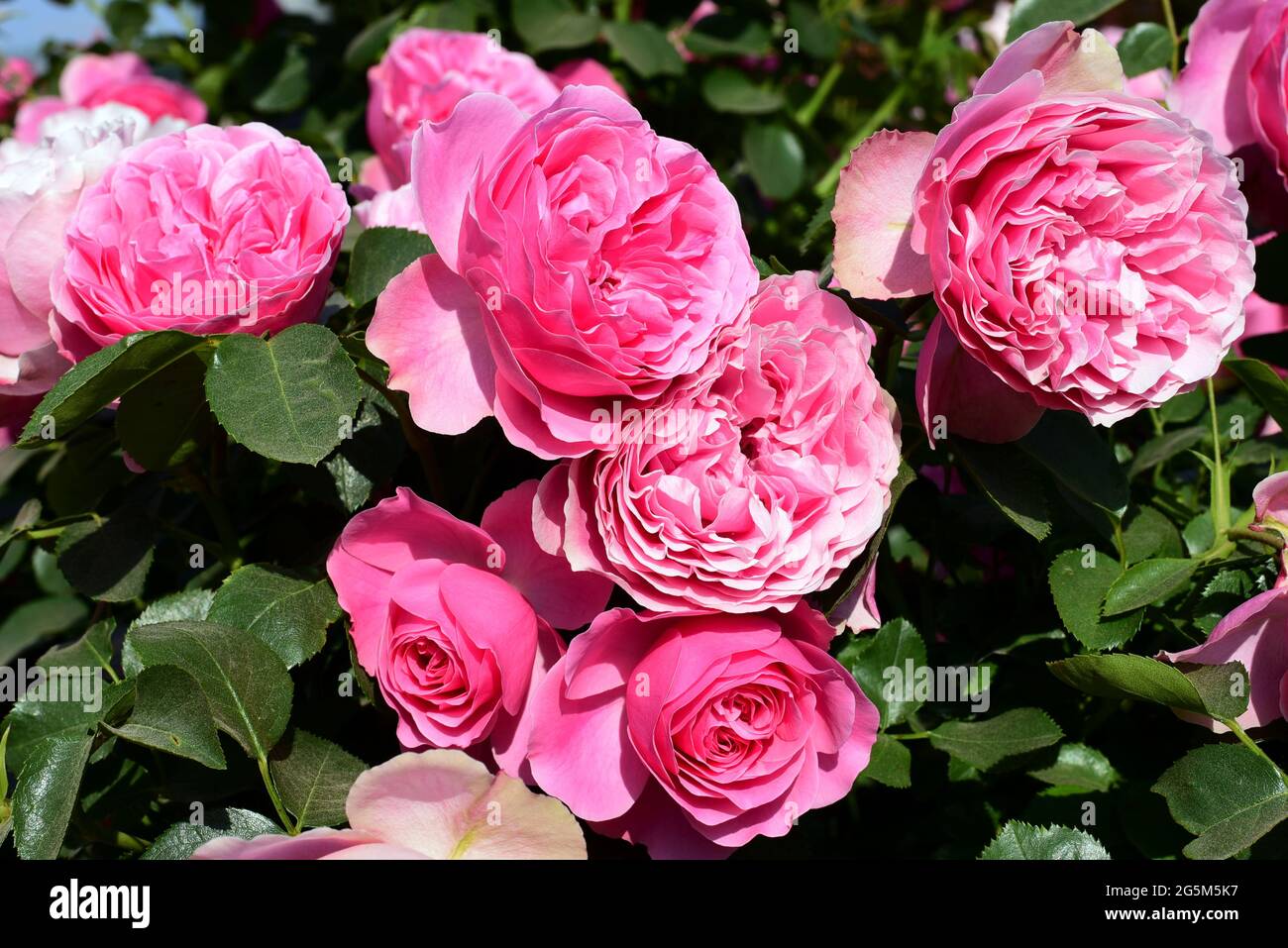 Pink rose shrub hi-res stock photography and images - Alamy
