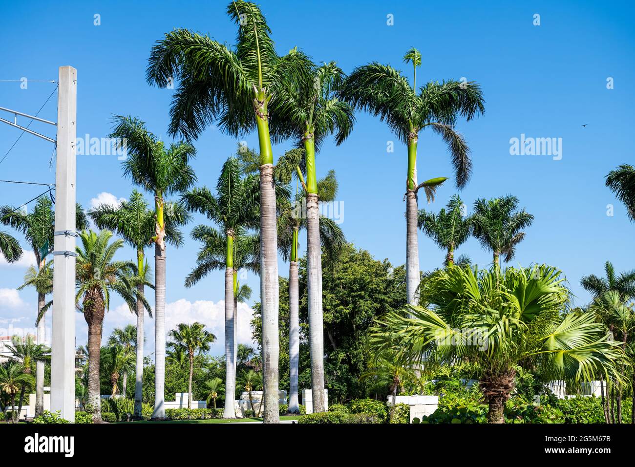 Palm trees on street road in Bonita Springs, Florida beach city town at