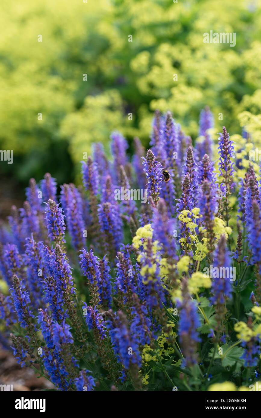 Woodland sage (Salvia nemorosa) flowers in combination with lady's mantle (Alchemilla). Stock Photo