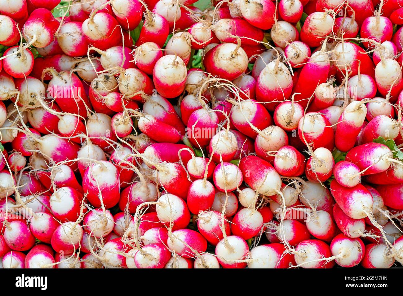 Pile of radishes at Farmer's Market Stock Photo Alamy