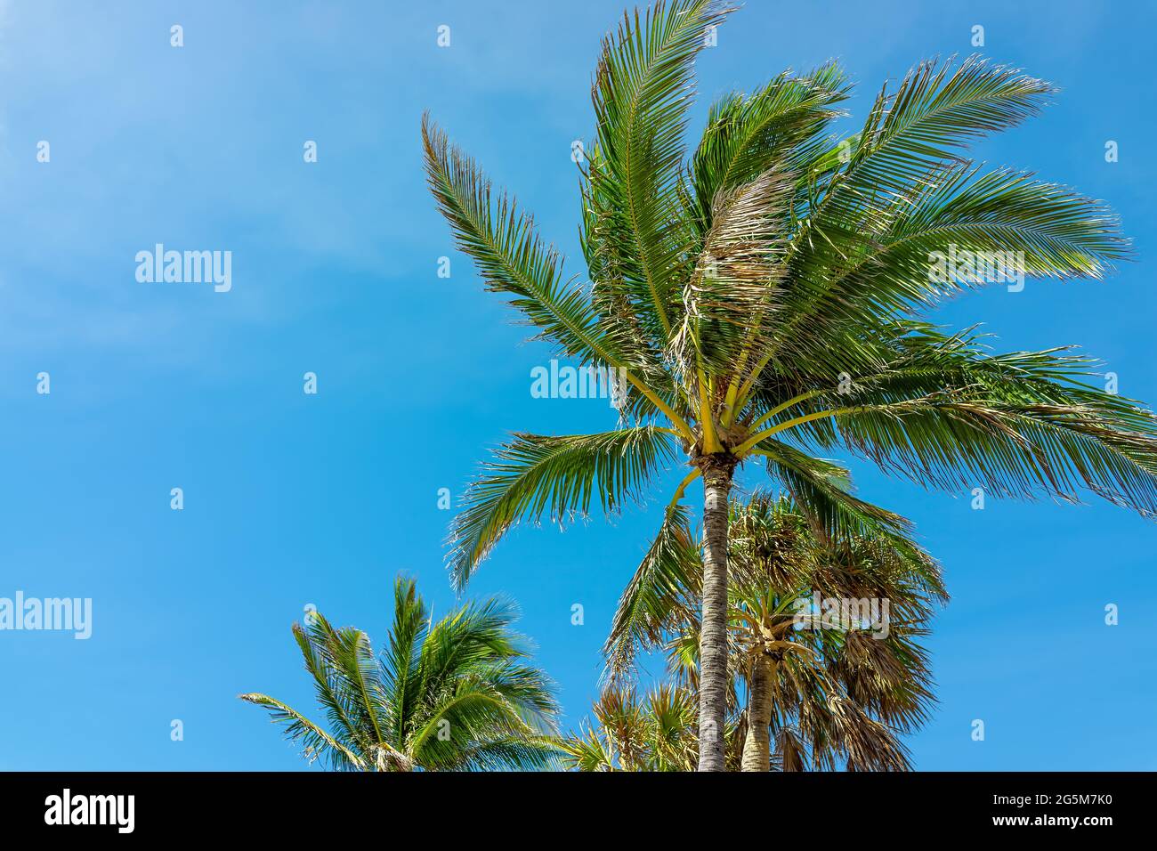 Clorful green orange yellow palm tree and leaves isolated against blue sky in Miami, Florida during sunny day at Hollywood beach broadwalk Stock Photo