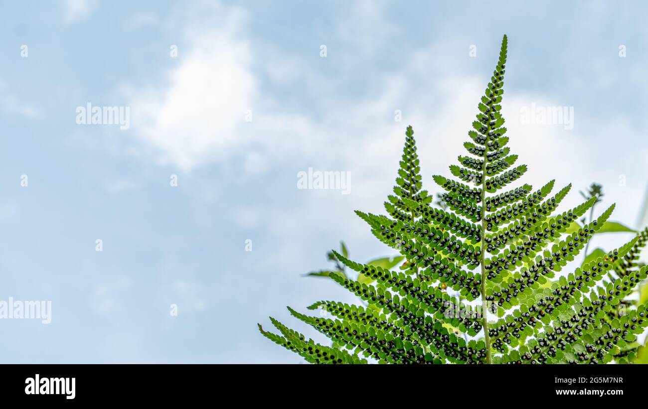 Sporangia on fern against clear sky. Groupes de sporanges on fern leaves. Reproduction of olypodiopsida or Polypodiophyta. Beauty in nature. Stock Photo
