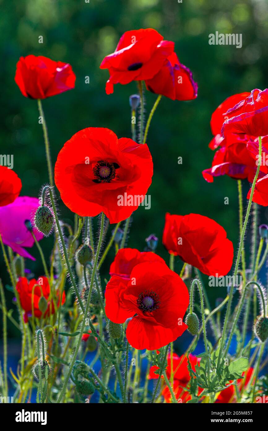 Red poppy, poppies roadside, North Vancouver, British Columbia, Canada Stock Photo