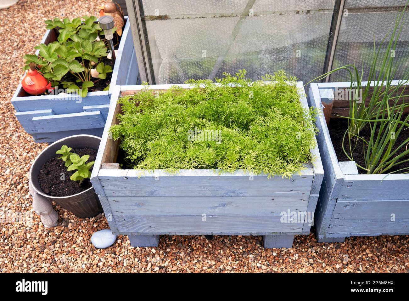 Home made wooden box planter with carrots growing Stock Photo Alamy
