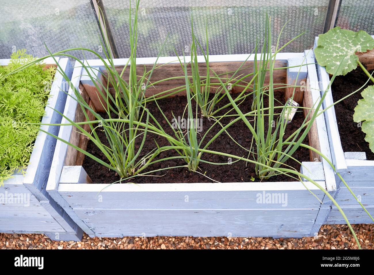 Home grown spring onion plants growing in a rustic blue painted wooden box Stock Photo