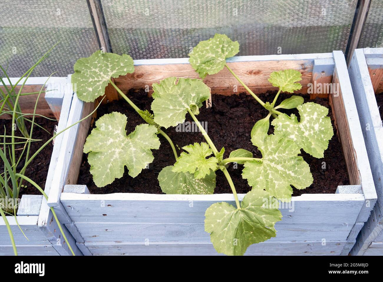 Courgette plants growing in a rustic blue painted wooden box planter Stock Photo