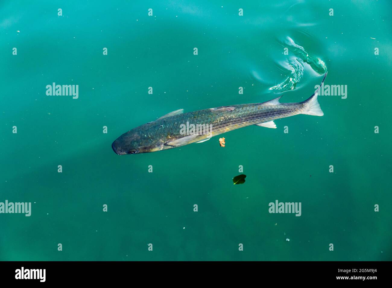 Single flathead mullet fish swimming in murky water with tail leaving trails on surface. Stock Photo