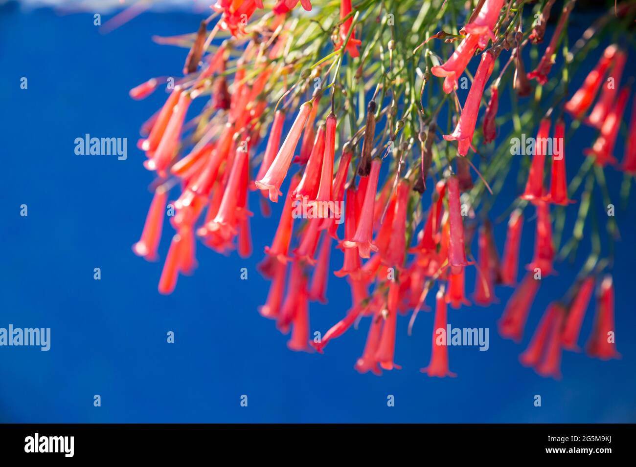 Close up of beautiful red firecracker fern flowers in clusters on a sunny day, in front of Aegean Blue background. Stock Photo
