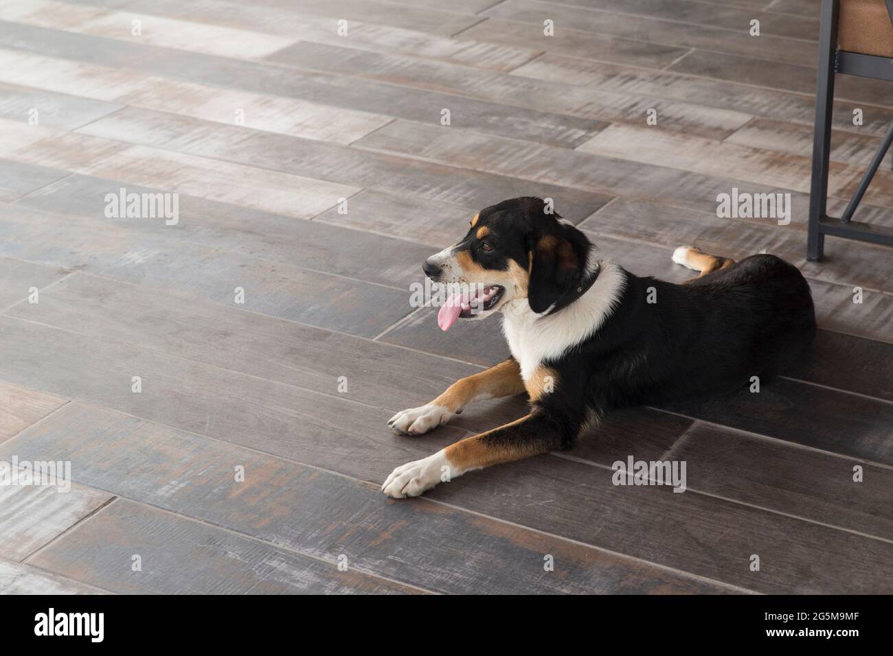 Full body portrait of a tricolor Entlebucher Mountain Dog, lying on tricolor interior ground, looking away. Stock Photo