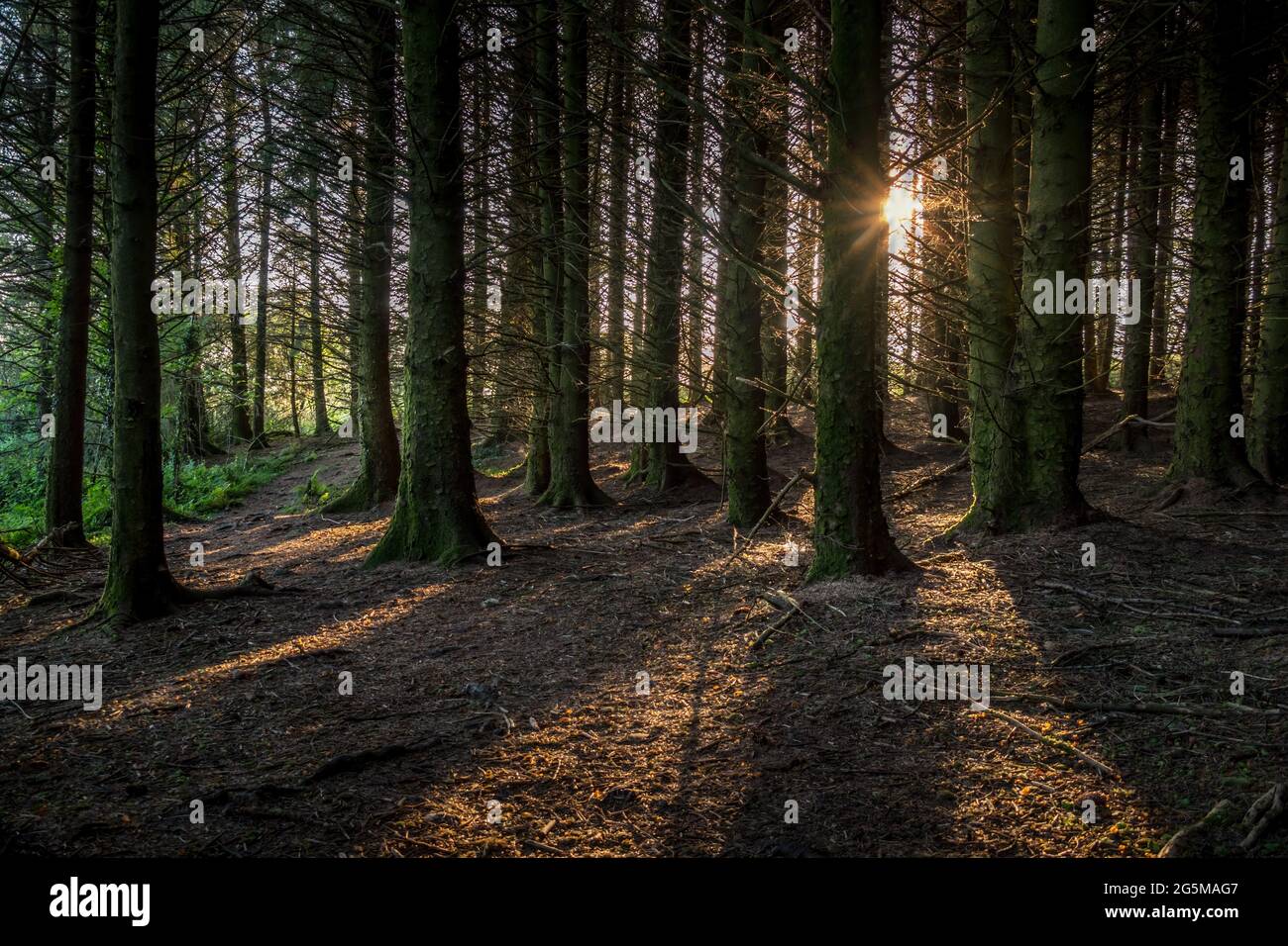 Low sun, sunset, in pine wood, forest. Devon, UK. Stock Photo